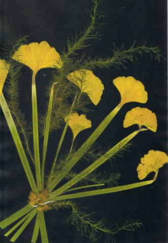 GINKGO en bouquet